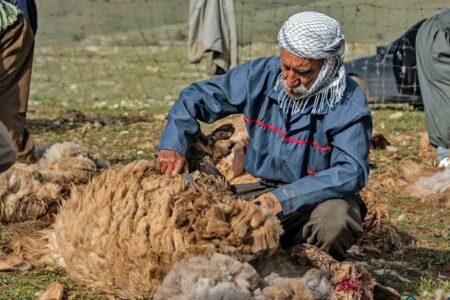 تولید سالانه ۲۸۰ تن پشم گوسفند توسط عشایر