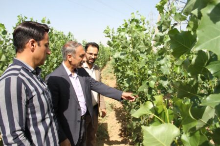 تولید ۵۰ هزار نهال صنوبر در نهالستان شهرستان بهار