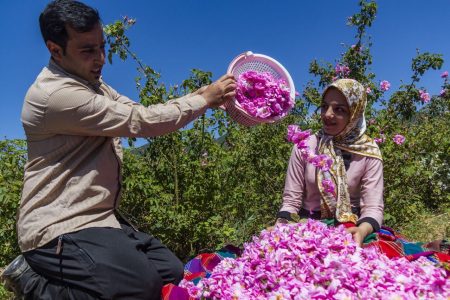 تولید سالانه حدود ۸۰ تن گل محمدی و ۱۵۰ تن گلاب