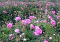 برداشت گل محمدی از ۱۹۷ هکتار از گلستان‌های شهرستان ملایر