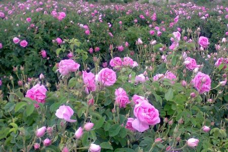 برداشت گل محمدی از ۱۹۷ هکتار از گلستان‌های شهرستان ملایر