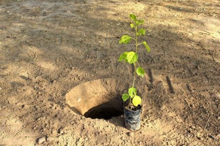 کاشت ۱۲ میلیون اصله درخت در چهار سال سهم استان همدان