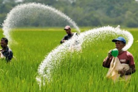 تاکید بر مصرف همزمان کودهای ازته و فسفاته در کشت‌های پاییزه؛ راهبردی برای افزایش عملکرد و مقابله با کم‌آبی
