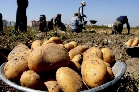 ضایعات محصولات سیب زمینی در همدان ۲۰ درصد کاهش یافت