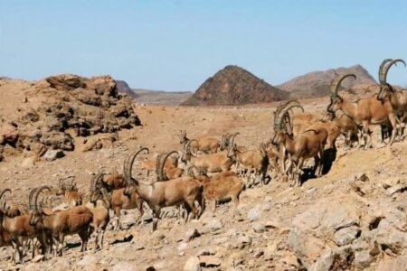 سرشماری حیات‌وحش، مبنای مدیریت اکوسیستم همدان
