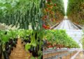 صادرات بیش از ۵۰۰ تن محصولات گلخانه‌ای همدان در دوره جنگ ۴۰ روزه