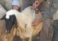 آغاز واکسیناسیون دام‌های اهلی در حاشیه منطقه حفاظت‌شده ملوسان