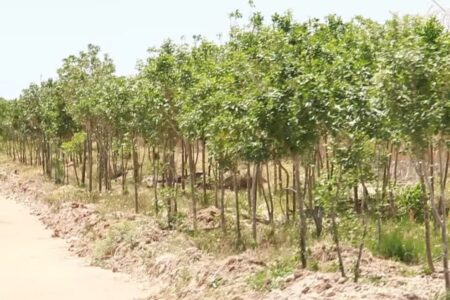  کاشت  ۲۵۰۰ نهال توسط شیمی معدنی همدان و پیش بینی احداث بوستان بین راهی