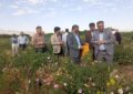 بازدید از بزرگترین گلستان گل محمدی در شهرستان بهار