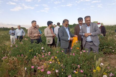 بازدید از بزرگترین گلستان گل محمدی در شهرستان بهار