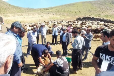 برگزاری نخستین جشنواره عشایری پشم چینی تویسرکان 