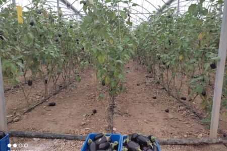 گلخانه سبزی و صیفی روستای جامیشلو در شهرستان رزن افتتاح شد