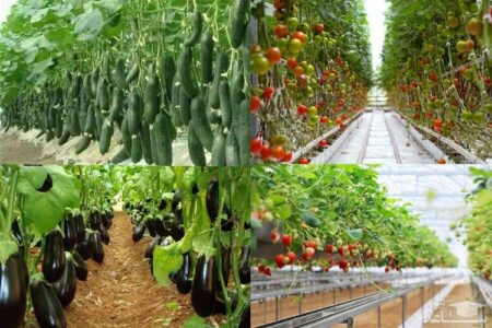 صادرات ۳ هزار تن محصول گلخانه‌ای از تویسرکان 