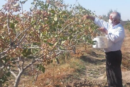 وجود ۲۰ هکتار باغات پسته در شهرستان بهار