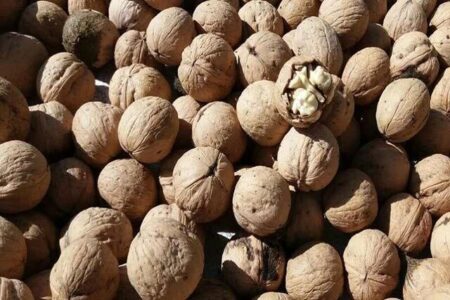 پیش بینی برداشت ۱۹ هزار تن گردو از باغات تویسرکان