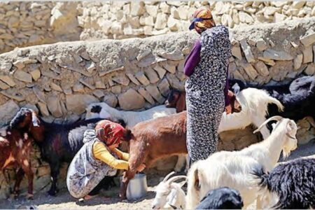 بازگشت ۱۴۷ دامداری‌ کوچک روستایی به چرخه تولید در همدان