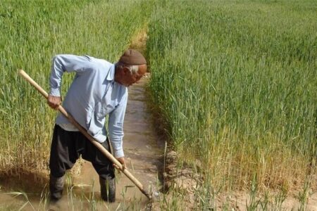 تولید ۶۰ درصد نیاز بذور گواهی شده گندم آبی استان در نهاوند
