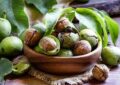 رونمایی از نشان ویژه گردوی تویسرکان در آبان ماه امسال رونمایی از نشان ویژه گردوی تویسرکان در آبان ماه امسال