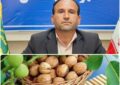 برداشت بیش از ۱۰ هزار تن گردو از باغات همدان برداشت بیش از ۱۰ هزار تن گردو از باغات همدان