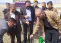 کاشت ۶۰۰ اصله در شهرک صنعتی اسدآباد کاشت ۶۰۰ اصله در شهرک صنعتی اسدآباد