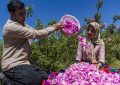 تولید سالانه حدود ۸۰ تن گل محمدی و ۱۵۰ تن گلاب تولید سالانه حدود ۸۰ تن گل محمدی و ۱۵۰ تن گلاب