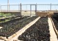 تولید 5000 نهال در نهالستان منابع طبیعی کبودراهنگ تولید ۵۰۰۰ نهال در نهالستان منابع طبیعی کبودراهنگ