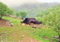 ورود عشایر به مراتع ییلاقی شهرستان اسدآباد ورود عشایر به مراتع ییلاقی شهرستان اسدآباد