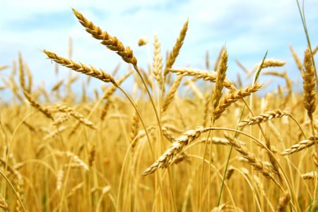 ۵۲ مرکز خرید تضمینی گندم در استان همدان فعال است
