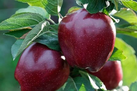 سرمازدگی تولید سیب نهاوند را ۳۵ درصد کاهش داد