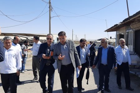 تولید روزانه ۴۰ تن شیر در دامپروری تا فرآوری شیر تولیدی در کارخانه شیر پگاه همدان