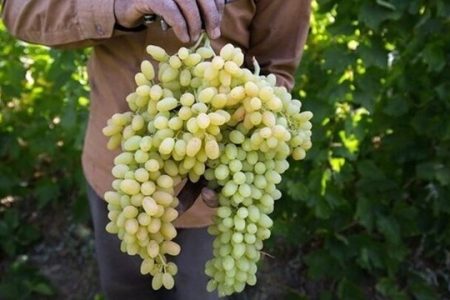 ملایر پایلوت اجرای طرح توسعه انگور کشور شد