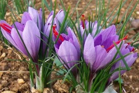 رشد ۲۲ برابری کشت زعفران در همدان